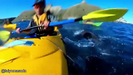 Craziest Animal Encounters of All Time