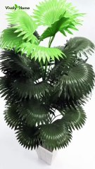 Beautiful Palm Trees | best palm tree for home | Amazon Plant