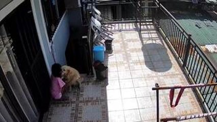 Sweet Golden Retrievers Console Their Crying Owner