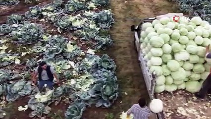 Muş Ovası’nda lahana hasadı başladı: 150 milyon liralık katkı bekleniyor