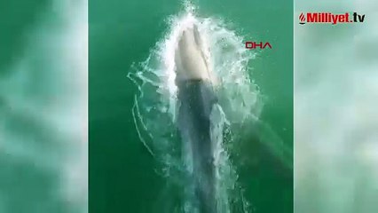 Yer: Bartın! Denize açıldı şaşkına döndü: 3’ü birden teknenin yanında yüzdü