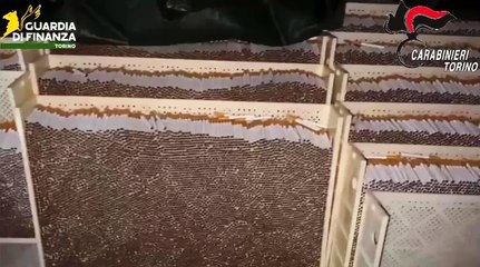 Fabbriche clandestine di sigarette: otto arresti e sequestri record a Torino e dintorni (22.10.25)