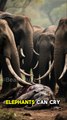 Elephants Cry When They Mourn!