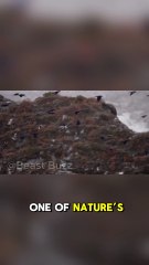 How Do Birds Travel Thousands of Miles Without Getting Lost