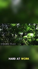 How Leafcutter Ants Became Miniature Farmers 🐜