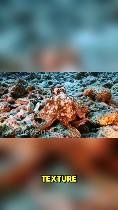 How Octopuses Disappear Instantly!