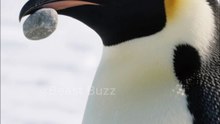 Penguins stealing pebbles for love