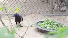 The surprising intelligence of crows