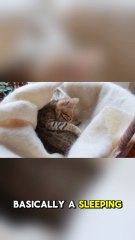 Why Cats Sleep So Much