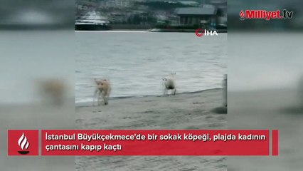 Kadının çantasını alıp kaçtı! 'Kapkaççı' köpek...