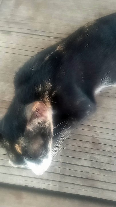 Pecinta kucing
