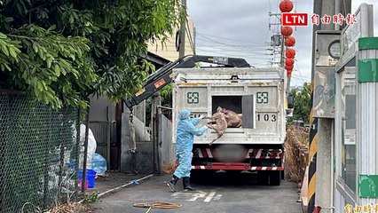 台中梧棲豬場傳非洲豬瘟，臭氣瀰漫引發鄰里恐慌🦠