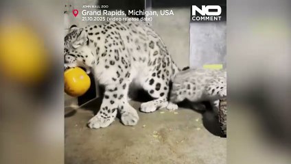 Baby snow leopard sees a pumpkin for the first time