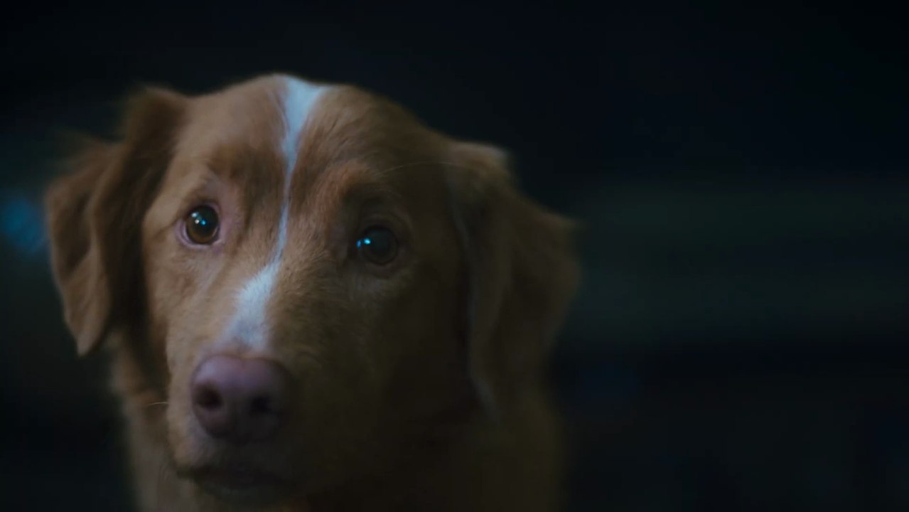 Good Boy: Trust His Instincts - Trailer (Deutsche UT) HD