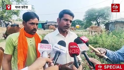 जमीन पर लेटे ग्रामीण, ऊपर से दौड़ा गायों का झुंड, रोंगटे खड़े कर देगी उज्जैन की परंपरा