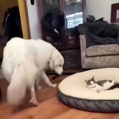 The cat just accepted its fate…