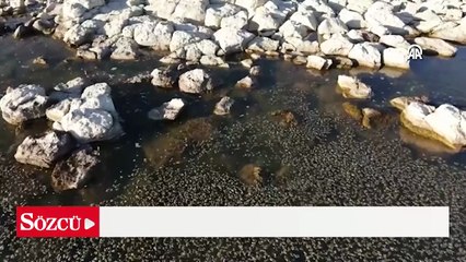 Van Gölü'nde kıyıya yakın bazı noktalarda yosun tabakası oluştu