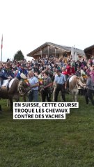 En Suisse, une course troque les chevaux contre les vaches