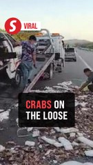Lorry crash turns Terengganu highway into seafood scramble