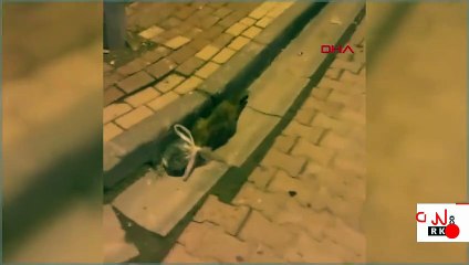 Böyle vicdansızlık görülmedi! Kedinin başına poşet geçirip bağladılar