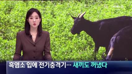 “입에 전기충격기 넣어 도살”…흑염소 불법 도축
