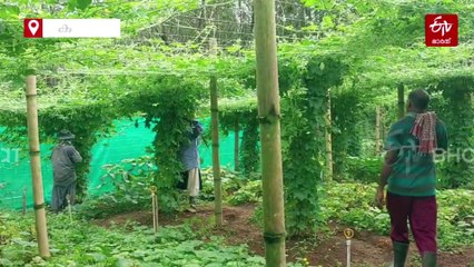 തീരമറിയാത്ത പച്ചപ്പ്; അമ്പാട്ട് ഏലിയാസിൻ്റെ 38 വർഷത്തെ പച്ചക്കറി വിസ്‌മയം