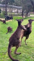 Kangaroos fighting