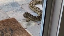 Australian snakes