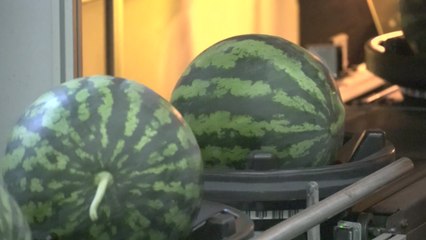 [네트] 충남 논산수박연구회, 농산물 생산단지 경진대회서 대상 / YTN