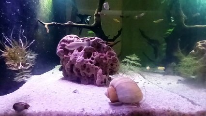 #PlantationTank #aquarium #fish #guppy #guppyfishLets See The World Youtube @AbdulKhan-zg4bd (4)