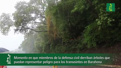 Momento en que miembros de la defensa civil derriban árboles que puedan representar peligro para los transeúntes en Barahona