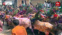 દાહોદમાં નવા વર્ષે ઉજવાયો ગાય ગોહરીનો તહેવાર, જમીન પર સૂઈ જઈને શરીર પરથી ગાયો દોડાવવાની પરંપરા શું છે?