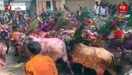 દાહોદમાં નવા વર્ષે ઉજવાયો ગાય ગોહરીનો તહેવાર, જમીન પર સૂઈ જઈને શરીર પરથી ગાયો દોડાવવાની પરંપરા શું છે?
