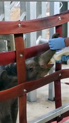 Watch as baby elephant Zaiya thrives at Blackpool Zoo thanks to 24/7 care from dedicated keepers