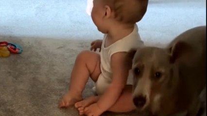 Dog has zoomies before bath time and baby ends up laughing so hard he falls over in joy