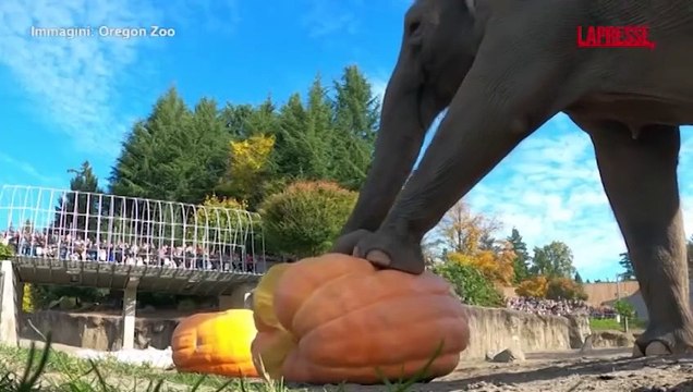 Usa, cucciolo di elefante gioca a palla con una piccola zucca: il video ? virale