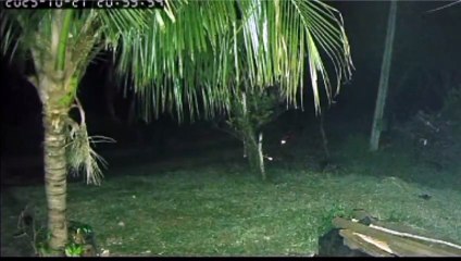 Cachorro enfrenta duas onças em Umuarama e afugenta animais