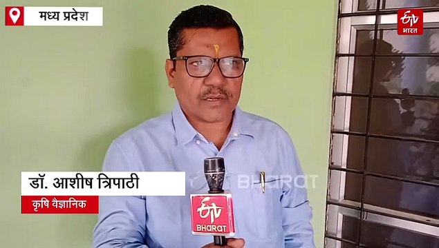 चने की फसल बनाएगी मालामाल, बुवाई से लेकर कटाई तक मानें विशेषज्ञों की सलाह