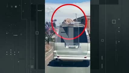 ¡Indignante! Transportan una oveja amarrada sobre la parrilla de un minibús en Cochabamba
