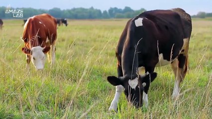 Do Animals Sense Earthquakes Before They Happen? Scientists Explore the Possibility