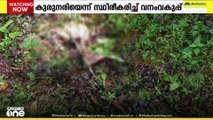 കോട്ടയം പൂഞ്ഞാർ വളതൂക്കിൽ ആടിനെ കടിച്ചു കൊന്നത് കുറുനരിയെന്ന് സ്ഥിരീകരിച്ച് വനം വകുപ്പ്