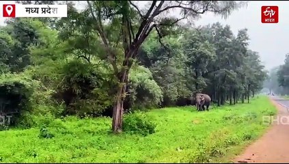 बांधवगढ़ का टेढ़े दांत वाला हाथी, पर्यटकों के बीच हुआ फेमस, दीदार के लिए करते हैं इंतजार