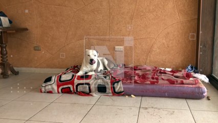 “Choquito” el perrito que casi fue ahorcado en Quillacollo encontró un hogar