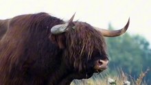 Os animais mais fofos do mundo N•623