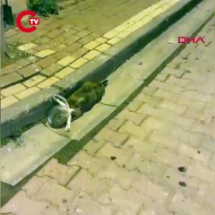 Kedinin başına poşet geçirip bağladılar