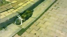 Kedinin başına poşet geçirip bağladılar