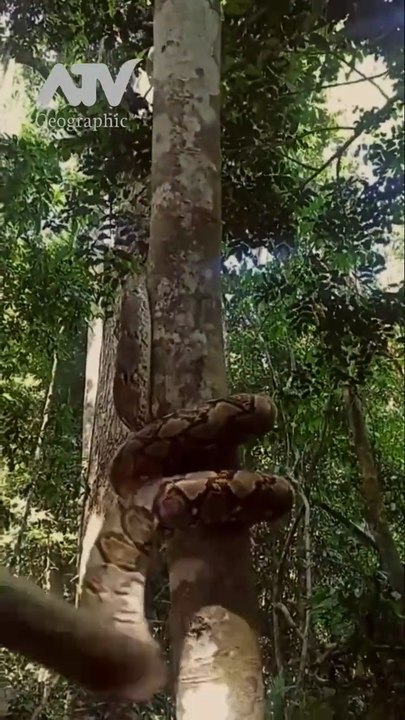 This is how pythons climb trees | Wildlife Photography Footage