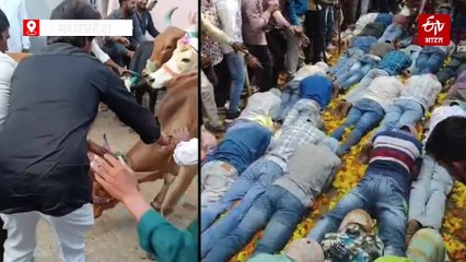 आस्था या अंधविश्वास ?, मध्यप्रदेश में अनोखी परंपरा, मन्नत पूरी होने पर लोगों के उपर से दौड़ाई जाती हैं गाय