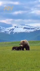 Brown bear with three cubs 🐻 Wildlife Photography Lover