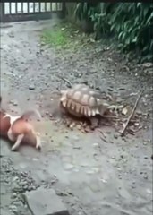 Bullying between animals